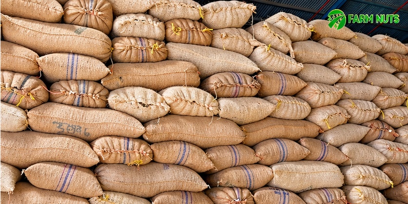 Raw Cashew Nut Warehouse - Farm Nuts International